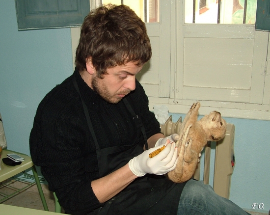 Foto 1 de 2 del artículo «Comienza la restauración de piezas de la colección de Historia Natural»