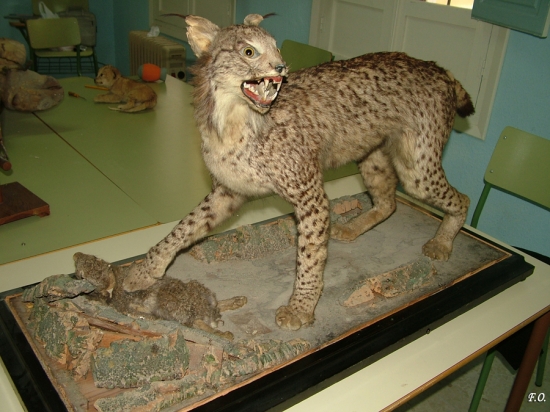 Foto 2 de 2 del artículo «Comienza la restauración de piezas de la colección de Historia Natural»