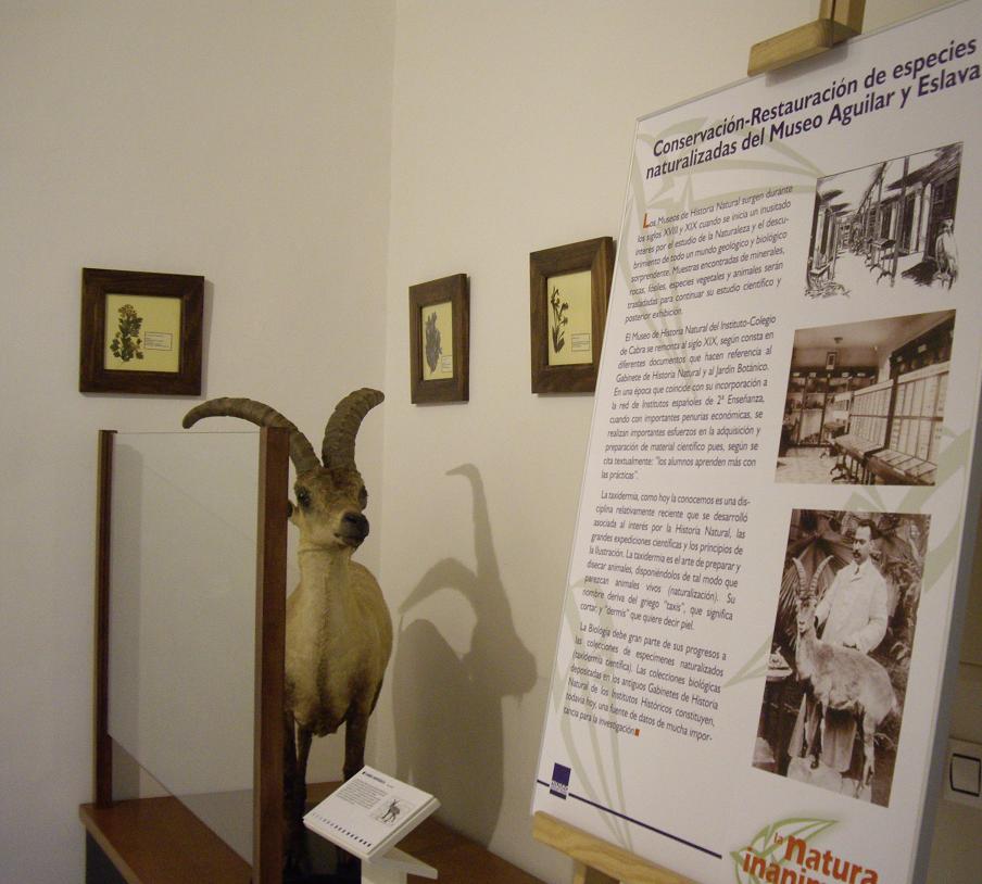 La natura inanimata. Conservación-restauración de especies naturalizadas (foto 1 de 30)