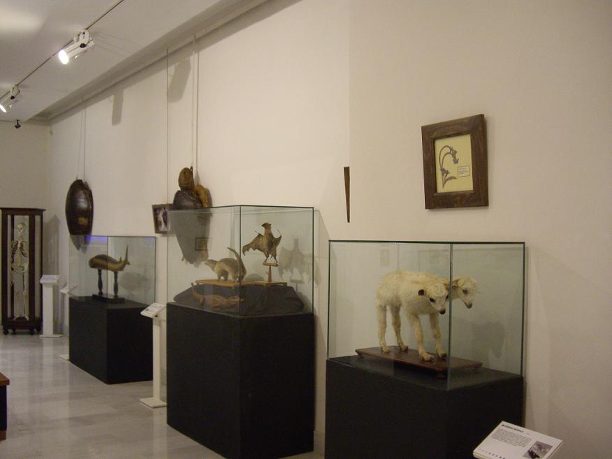La natura inanimata. Conservación-restauración de especies naturalizadas (foto 2 de 30)