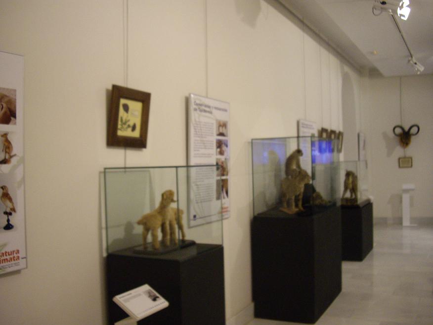 La natura inanimata. Conservación-restauración de especies naturalizadas (foto 3 de 30)