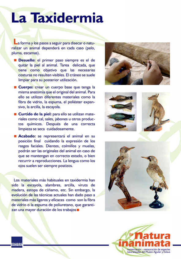 La natura inanimata. Conservación-restauración de especies naturalizadas (foto 5 de 30)