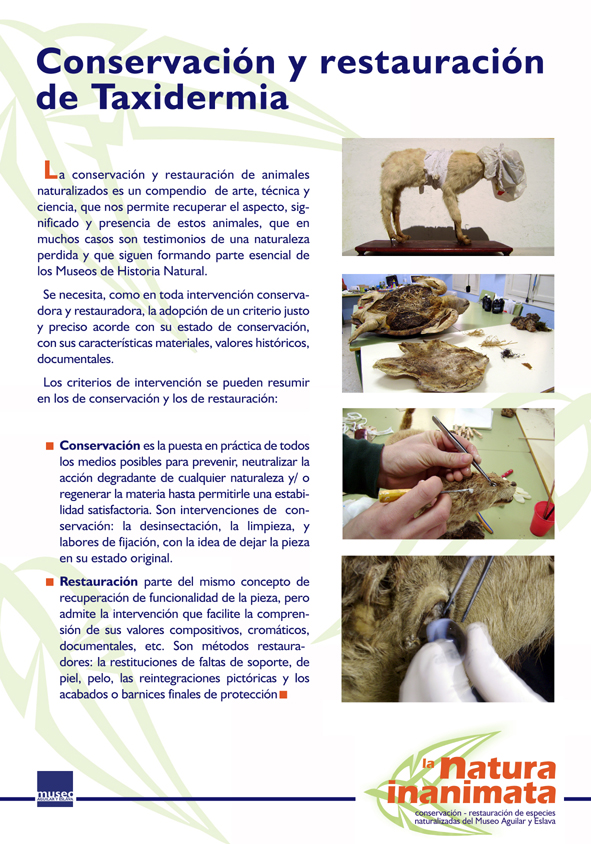 La natura inanimata. Conservación-restauración de especies naturalizadas (foto 6 de 30)