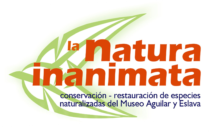 La natura inanimata. Conservación-restauración de especies naturalizadas (foto 9 de 30)