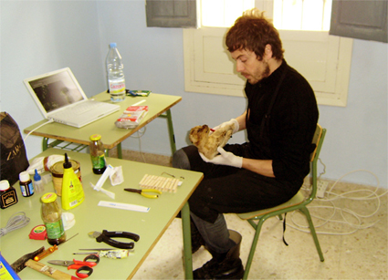 La natura inanimata. Conservación-restauración de especies naturalizadas (foto 10 de 30)