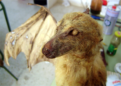 La natura inanimata. Conservación-restauración de especies naturalizadas (foto 19 de 30)
