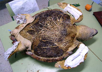 La natura inanimata. Conservación-restauración de especies naturalizadas (foto 24 de 30)
