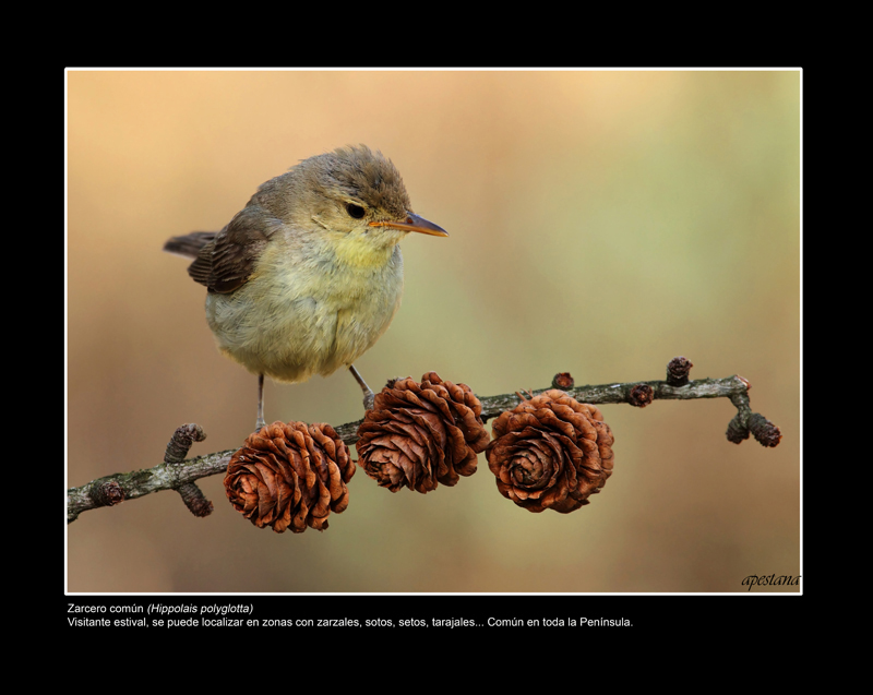 Foto 2 de 9 del artículo «Exposición fotográfica «Objetivo natural: aves»»