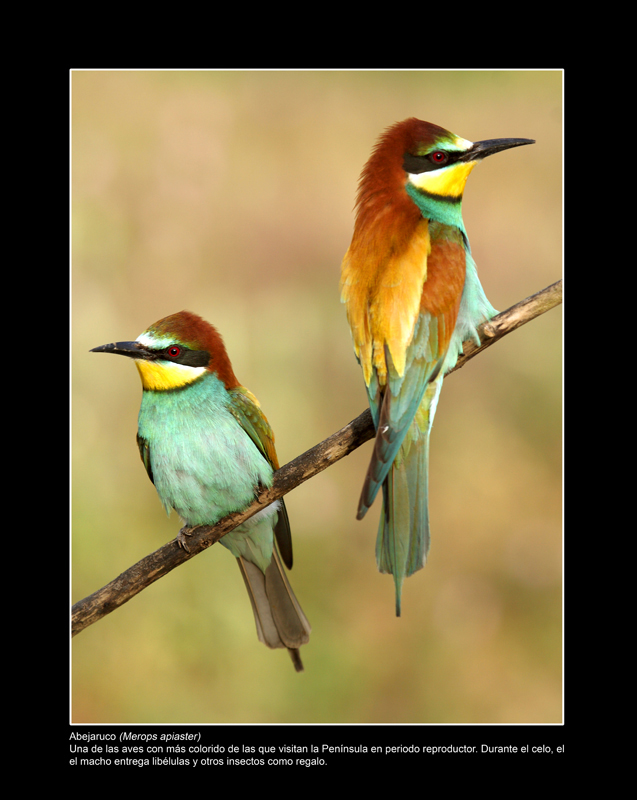 Foto 3 de 9 del artículo «Exposición fotográfica «Objetivo natural: aves»»