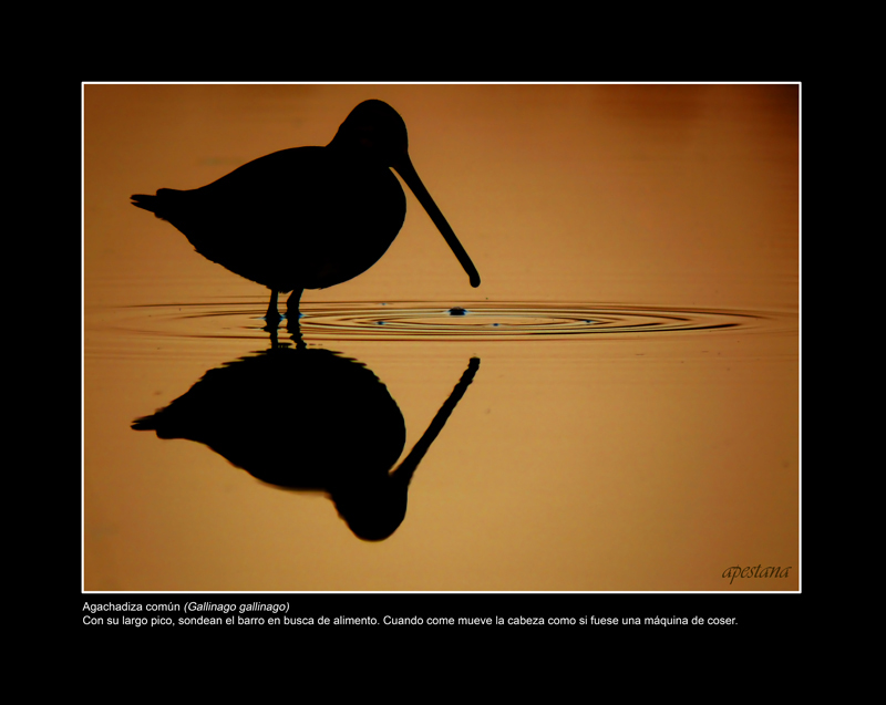 Foto 4 de 9 del artículo «Exposición fotográfica «Objetivo natural: aves»»