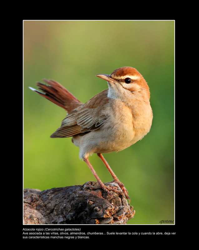Foto 5 de 9 del artículo «Exposición fotográfica «Objetivo natural: aves»»