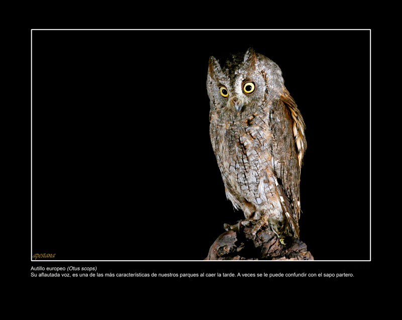 Foto 6 de 9 del artículo «Exposición fotográfica «Objetivo natural: aves»»