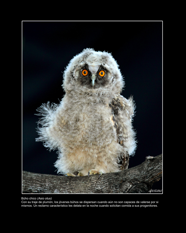 Foto 7 de 9 del artículo «Exposición fotográfica «Objetivo natural: aves»»
