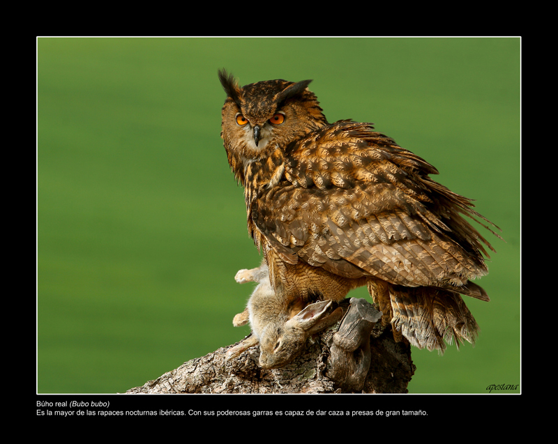 Foto 8 de 9 del artículo «Exposición fotográfica «Objetivo natural: aves»»