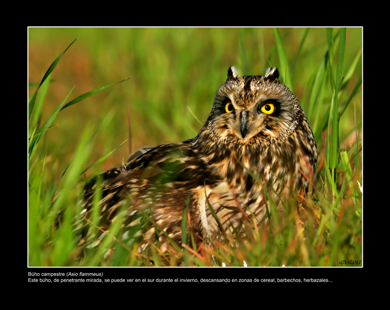 Foto 9 de 9 del artículo «Exposición fotográfica «Objetivo natural: aves»»