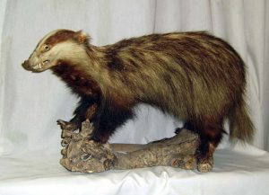 Foto del artículo «Donación de un Tejón naturalizado al Museo Aguilar y Eslava»
