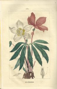Foto 1 de 3 del artículo ««La Flora : tratado elemental de botánica» (1841)»