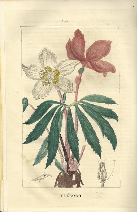 Foto 1 de 3 del artículo ««La Flora : tratado elemental de botánica» (1841)»