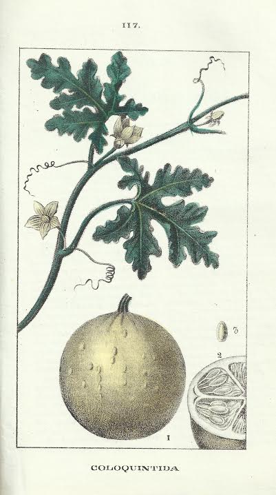 Foto 3 de 3 del artículo ««La Flora : tratado elemental de botánica» (1841)»