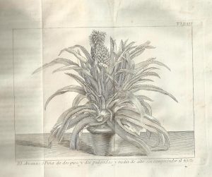 Foto 1 de 3 del artículo ««Espectaculo de la naturaleza, ó Conversaciones a cerca de las particularidades de la…»