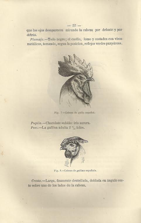 Foto 2 de 3 del artículo ««La Gallina. Tratado de incubación natural y artificial» (1881)»