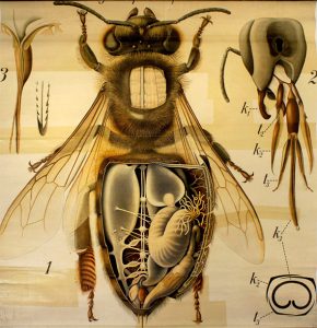 Foto 1 de 2 del artículo «Exposición «Lecciones de Historia Natural»»