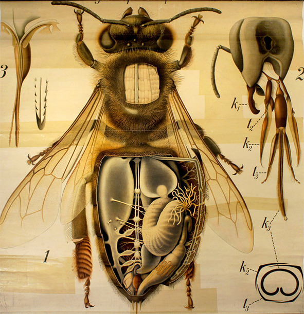 Foto 1 de 2 del artículo «Exposición «Lecciones de Historia Natural»»