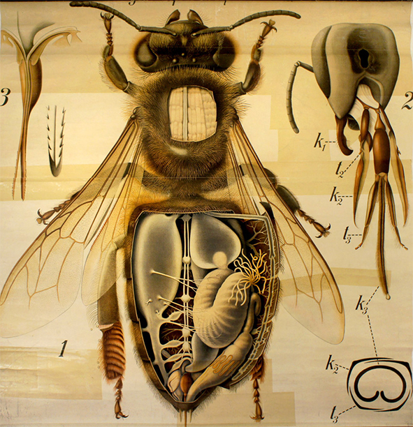 Foto 2 de 2 del artículo «Exposición «Lecciones de Historia Natural»»