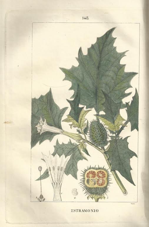 Foto 3 de 3 del artículo ««La Flora: tratado elemental de botánica» por Jean Louis Marie Poiret (1841)»