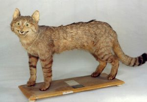 Foto del artículo «El Museo Aguilar y Eslava colaborará en un trabajo de investigación sobre el gato salvaje…»