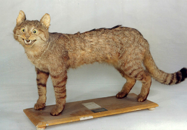 Foto del artículo «El Museo Aguilar y Eslava colaborará en un trabajo de investigación sobre el gato salvaje…»
