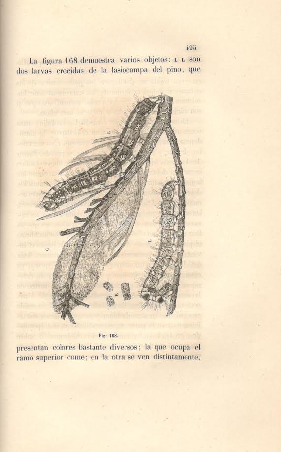 Foto 4 de 4 del artículo ««Ensayo de zoología agrícola y forestal» por Antonio Blanco Fernández (Madrid, 1859)»