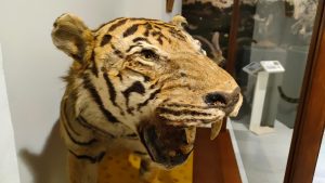 Foto 1 de 2 del artículo «Colección Historia Natural Museo Aguilar y Eslava»